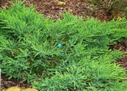 Juniperus Procumbens Avasi / Kúszó boróka